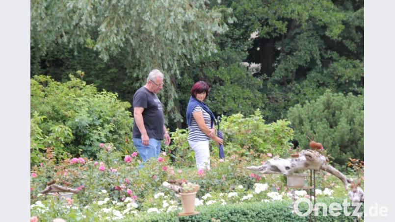 In voller Blütenpracht zeigte sich heuer der Rosengarten den Besuchern des Rosenfestes, die sich an dieser Augenweide und dem betörenden Rosenduft erfreuten. Bild: ads