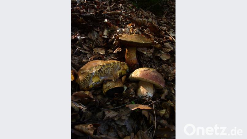 Zwei Flockenstielige Hexenröhrlinge (Neoboletus erythropus) und ein Kiefernsteinpilz (Boletus pinophilus), gefunden am 7. Juni. Bild: Norbert Griesbacher