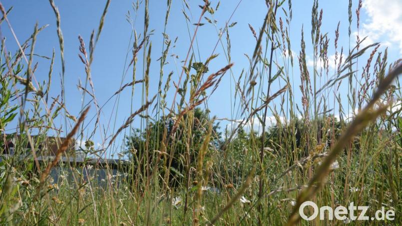 Hohe Gräser sind für Heuschnupfenpatienten problematisch. Bild: Gabi Schönberger