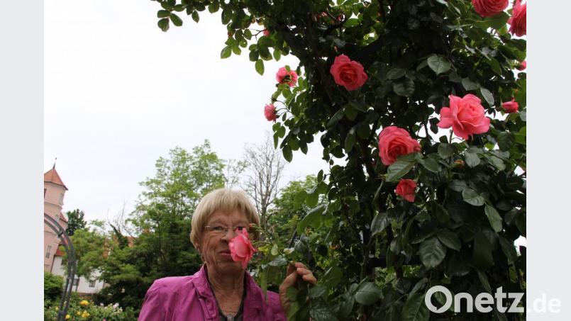 Einen feinen, betörenden Duft bestätigt Helga Zimmermann der alten Kletterrosensorte „Rosanna“, die derzeit in voller Blüte im Rosengarten zu bewundern ist. Bild: ads