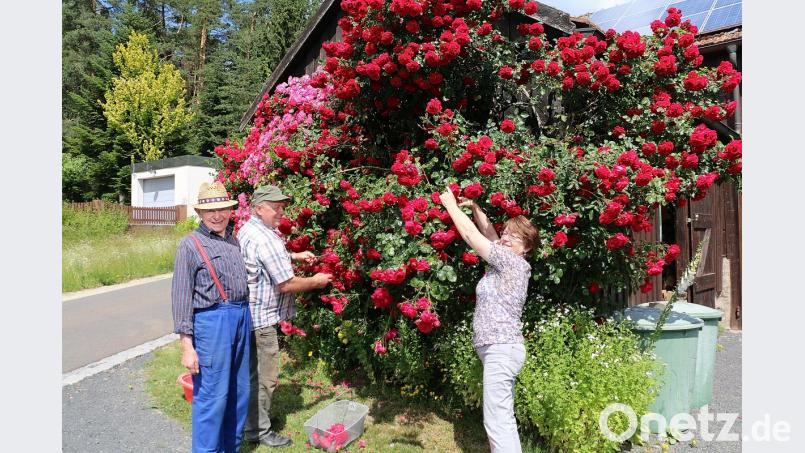 An Fronleichnam bereichern die prachtvollen Rosen von Ludwig Schultes (links) dieses Jahr den Blumenteppich des dritten Stationsaltars. Elisabeth und Erwin Bächer (von rechts) sammelten dieser Tage besondere Exemplare. Für die Unterstützung dankten sie den Blumenspendern besonders. Bild: bsc