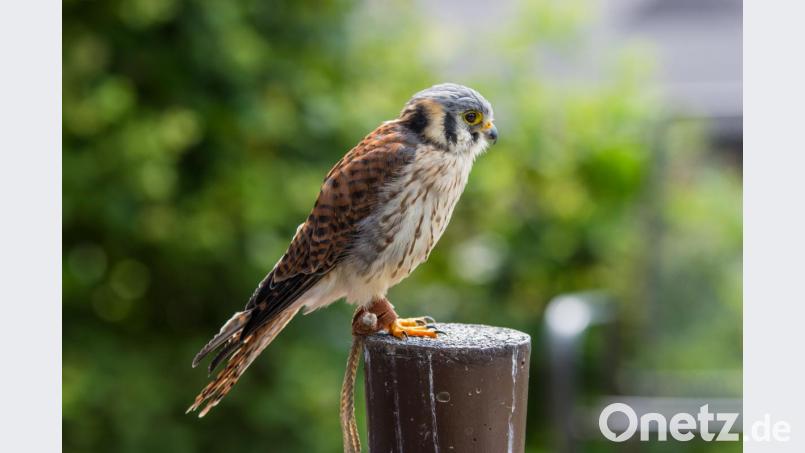 Wer hat &quot;Herkules&quot; gesehen? Der Buntfalke ist nach der Flugshow am Fischhofpark verschwunden. Bild: exb