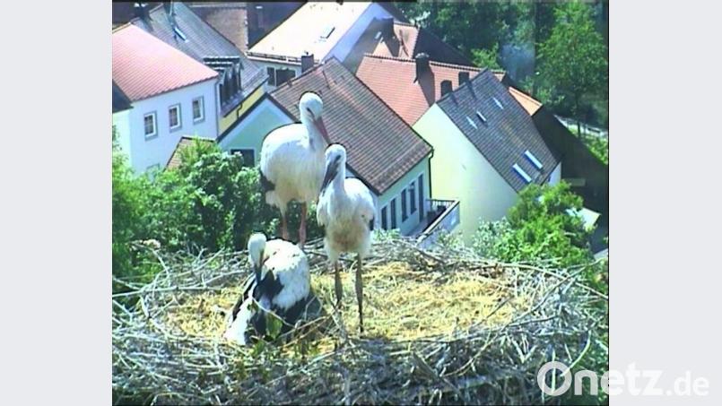 Zwei Jungstörche zieht dieses Paar in Neunburg auf. Bis jetzt stehen ihre Chancen gut. Bild: Webcam Neunburg