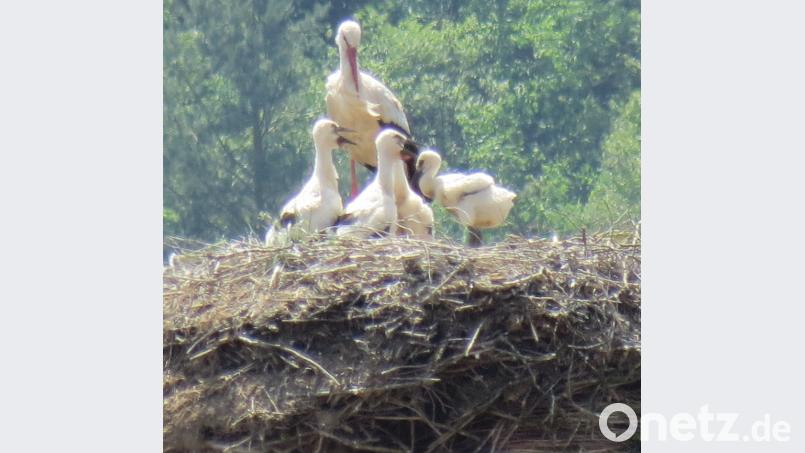 Rekord in Altendorf beim Storchen-Nachwuchs: Über mindestens vier Jungtiere wacht dieser Altvogel. Bild: Georg Köppl
