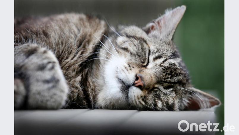 Symbolbild Bild: Martin Gerten/dpa