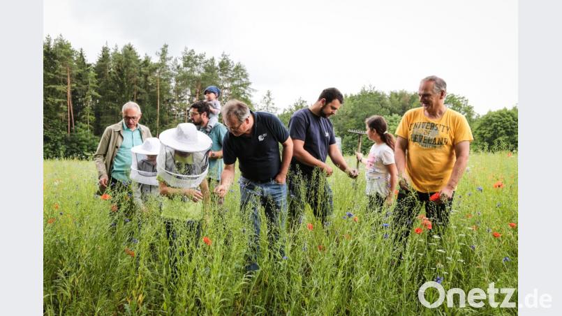 Begutachten der Blühwiese, durch den LBV Amberg-Sulzbach, Bienenzuchtverein Sulzbach Rosenberg und den Schülern des Schulbienenprojekts Bild: dmra