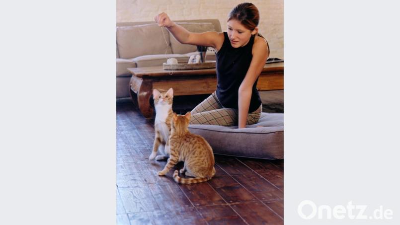 Der Katzensitter muss auch dafür sorgen, dass die Miezen beschäftigt werden. Bild:  IVH