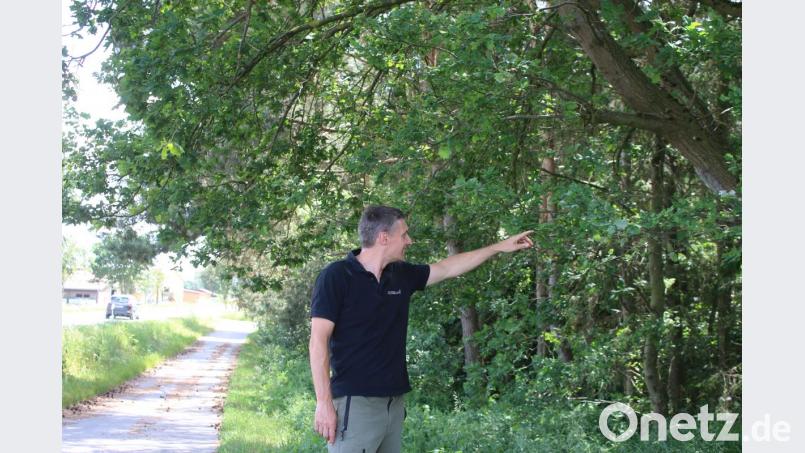 Forstamtsrat Martin Gottsche besichtigt die Eiche an der Staatsstraße 2168. Bild: sne