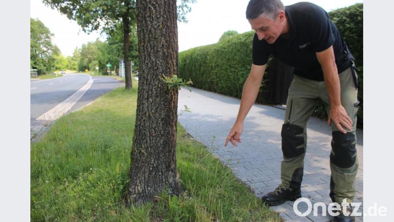 Auch am Radweg entlang der Wolfgangsiedlung in Grafenwöhr sind die Gespinste überall zu finden. Bild: sne
