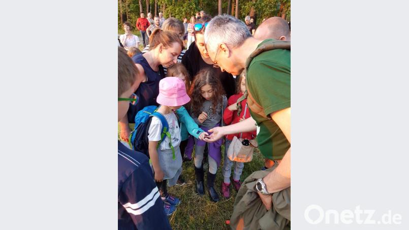Großes Interesse an einem kleinen Tierchen: Die Fledermaus wirkt in der Hand des Fledermausexpertens Markus Liebl winzig. Bild: hal