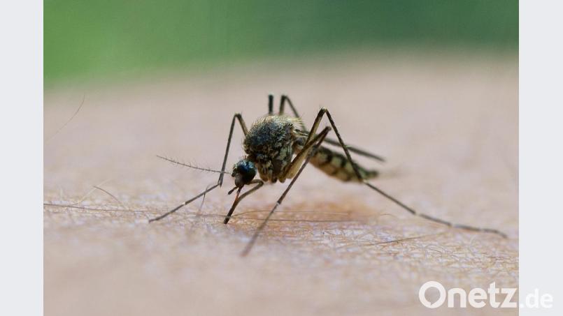 Eine Mücke saugt Blut aus dem Arm eines Mannes. Foto: Patrick Pleul/Archivbild Bild: Patrick Pleul