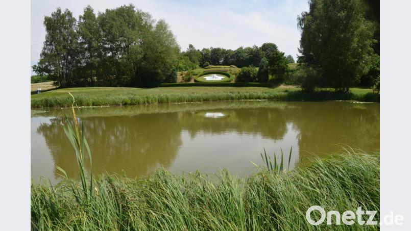 Mehrere Teiche bilden ein Biotop für Fische und Amphibien. Bild: fz