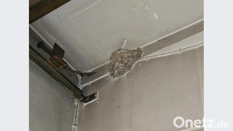 Manches Mal versuchen die Schwalben an ungünstiger Stelle zu bauen, wo das Nest gefährdet wäre. In diesem Fall sorgt Helmut Burner dafür, dass der Bau sobald wie möglich eingestellt wird an anderer 'Stelle ein neues Haus entsteht. Bild: ld
