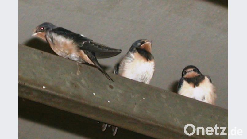 Krach und Funken in der Werkstatt stören die Schwalben in Helmut Burners Werkstatt nicht. Bei Hitze schattig und bei Kälte gut geschützt, fühlen sich die Schwälbchen auf den Eisenträgern wohl Bild: ld