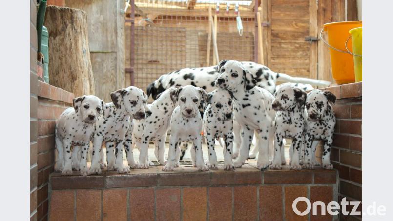 Die süßen Dalmatiner-Welpen "vom Klosterblick" dürfen sich in der Obhut der Familie Kaufmann entspannen. Bild: do
