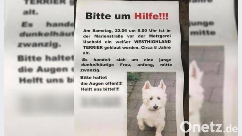 Kurz nachdem der Hund verschwunden war, hängte der 38-jährige Halter die Plakate überall in der Amberger Altstadt aufgehängt. Bild: Nicole Falkenstein