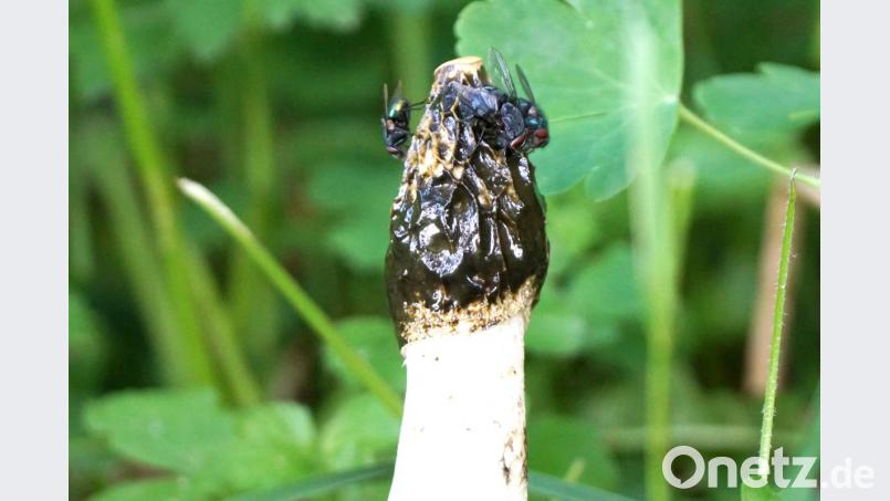 Stinkmorchel. Bild: bkr