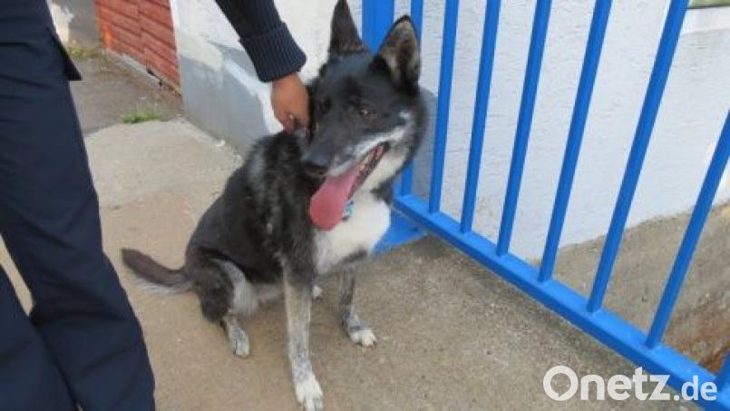 Handschellen waren nicht nötig bei dieser "Festnahme": Die Sulzbacher Polizei packte die ausgebüxte Hündin Zoey einfach am Halsband. Bild: Polizei Sulzbach-Rosenberg