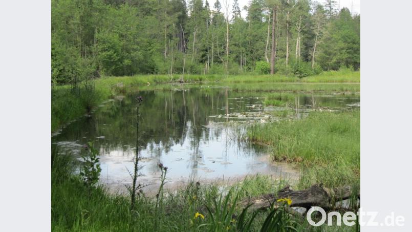 Natur pur, so schön kann ein Weiher sein Bild: fg