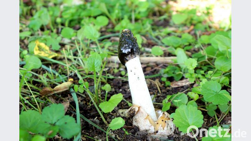 Stinkmorchel. Bild: bkr