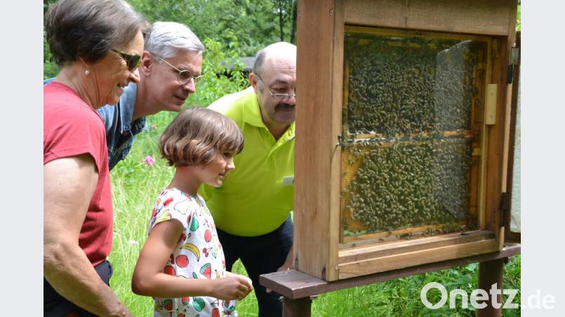 Interessant für Groß und Klein: das Innenleben eines Bienenstocks. Bild: hcz