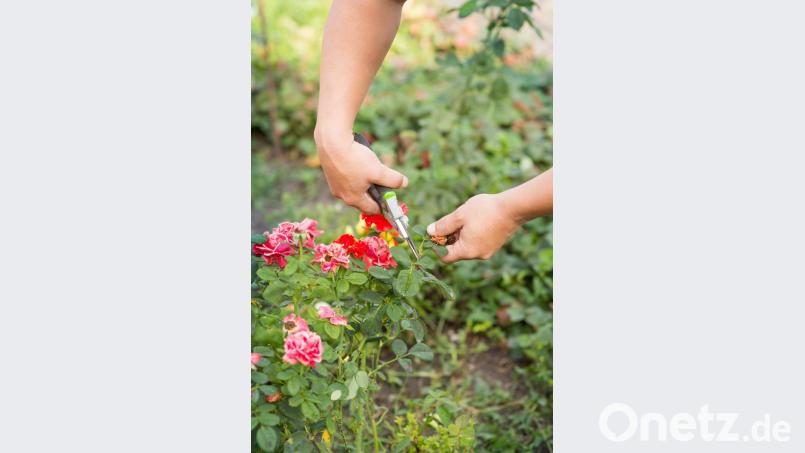 Gartenarbeit Bild: © Evgenia Tiplyashina - stock.adobe.com