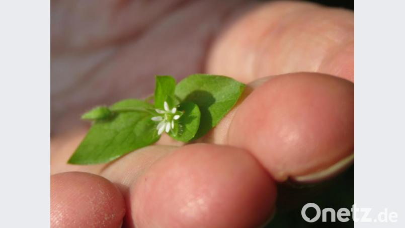Johanna Zettl liebt die Vogelmiere, so unscheinbar und inhaltlich ungemein kraftvoll. Bild: ubb