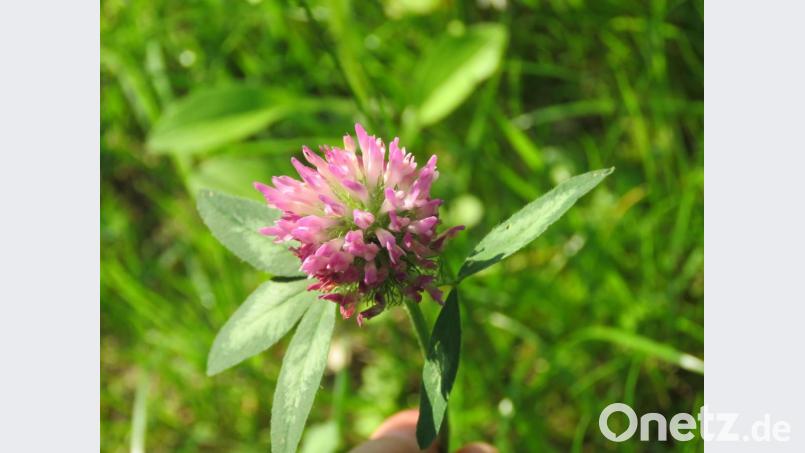 Der Rote Wiesenklee ist aufgrund seiner Inhaltsstoffe eine Frauenpflanze. Bild: ubb