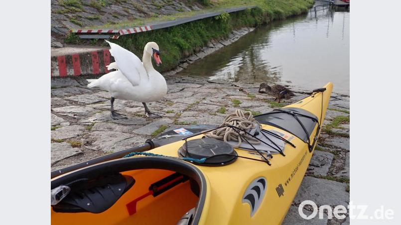 Eine unangenehme Begegnung: Der Schwan betrachte das Kajak gleich als sein Eigentum und fauchte heftig, als er das Boot wieder hergeben muss. Repro: nm