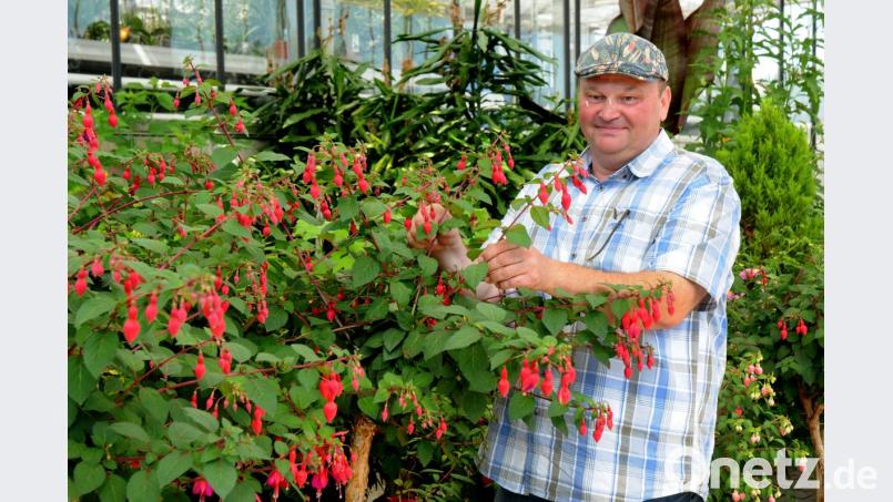 Bernhard Richter kontrolliert die Fuchsien. Bild: Stephan Huber