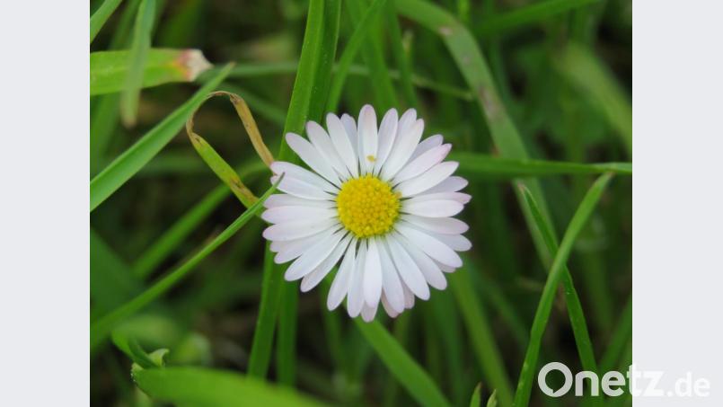 Das Gänseblümchen ist ein zähes Kerlchen, das sich von keinem Rasenmäher unterkriegen lässt. Bild: ubb