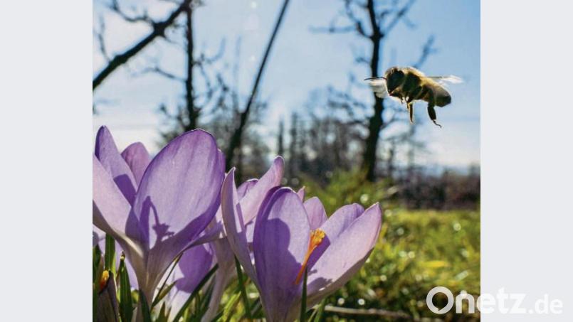 Im Frühling fliegen Bienen auf Krokusse. Bild: Frank Rumpenhorst/dpa
