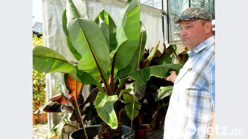 Stadtgärtnerei-Chef Bernhard Richter mit einer Bananenstaude. Die exotische Pflanze fühlt sich im Gewächshaus wohl und dankt es mit üppigem Blattwerk. Bild: Stephan Huber