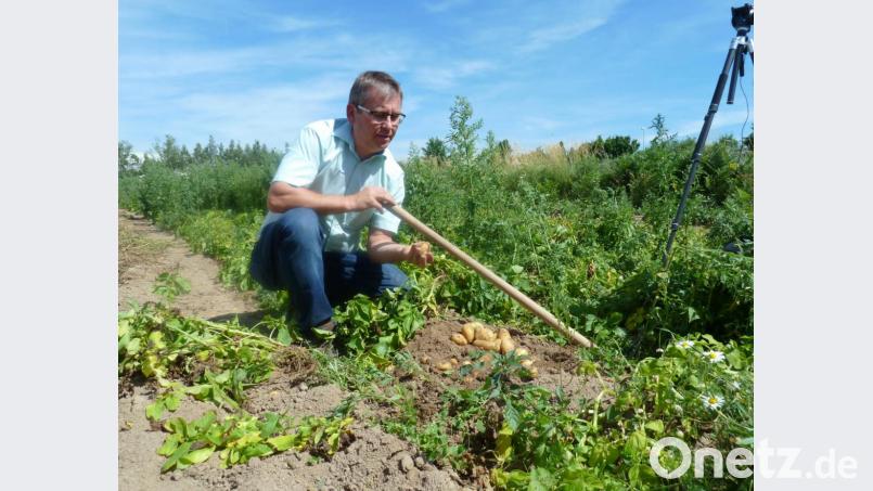 Reinhard Elsner startet mit der Ernte der Frühkartoffel &quot;Valetta&quot; auf seinem Feld zwischen Oberviechtach und Hof. Bild: Portner