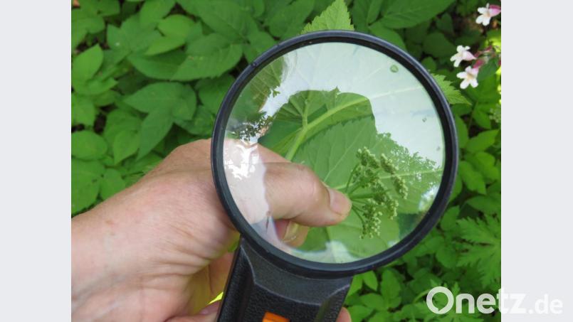 Unter der Lupe ist sichtbar, dass der Giersch eine Dolde hat. Bild: ubb