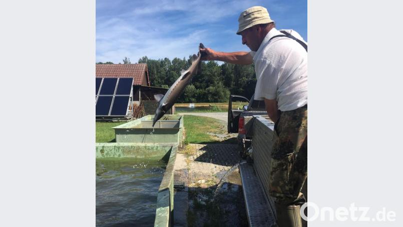 Fliegender Fisch: Bernhard Hart wirft einen sibirischen Stör in ein Becken. Im Hintergrund ist die Solarstromanlage zu sehen, mit der die Warmwasserbrutbecken beheizt werden. Bild: ca