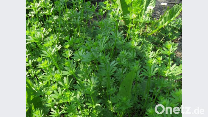 Das Labkraut ist weniger bekannt, aber deshalb nicht wengier heilsam. Bild: ubb