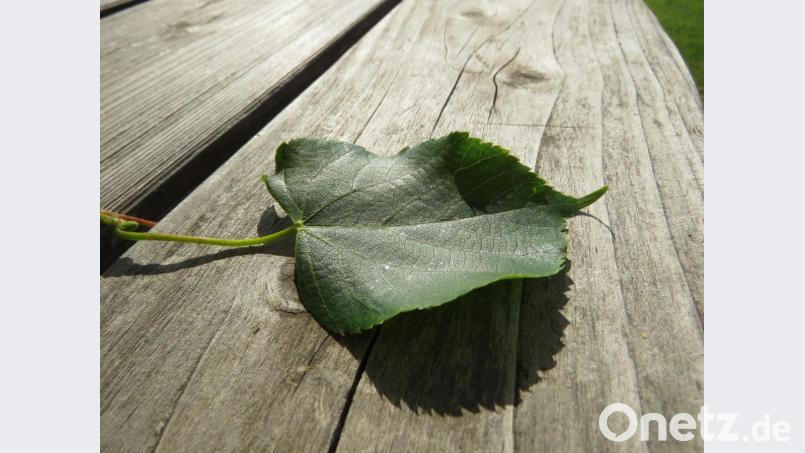 Das Blatt des Lindenbaums ist herzförmig, was den herzlichen Charakter des Baumes unterstreicht. Bild: ubb