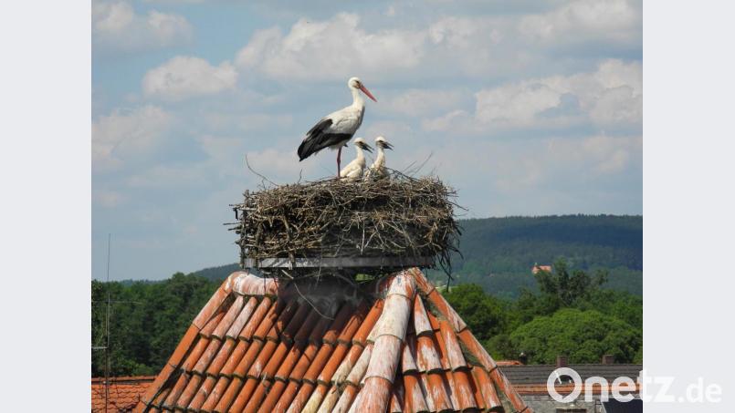 Im Beisein eines Altvogels erwarten die Storchenkinder Futternachschub im Nest auf dem Amberger Tor in Hahnbach. Bild: ibj