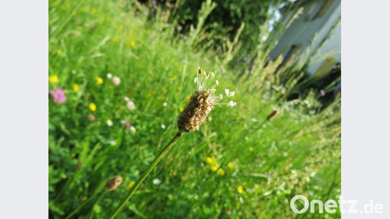 Die Blüte des Spitzwegerichs schmeckt nach Champignons. Bild: ubb