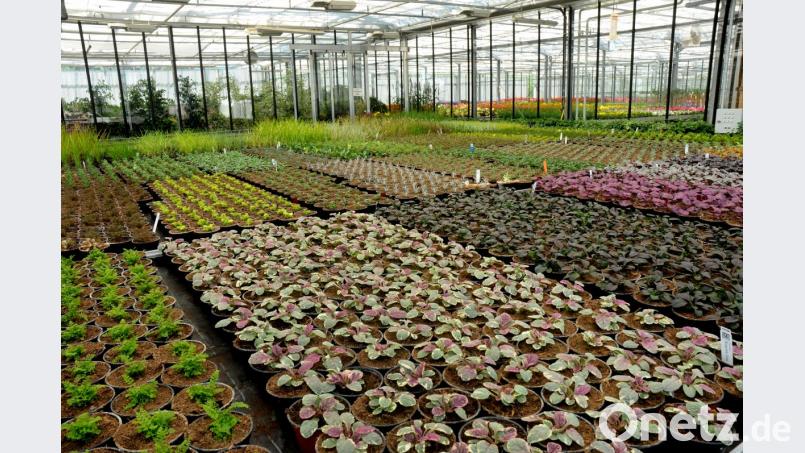 In der Kinderstube des Herbstflors: Während die Sommerpflanzen draußen in den Beeten der Grünanlagen prächtig und üppig blühen, wächst und gedeiht in diesem Abschnitt des Gewächshauses der Stadtgärtnerei eine neue Generation an Herbstpflanzen. Bild: Stephan Huber