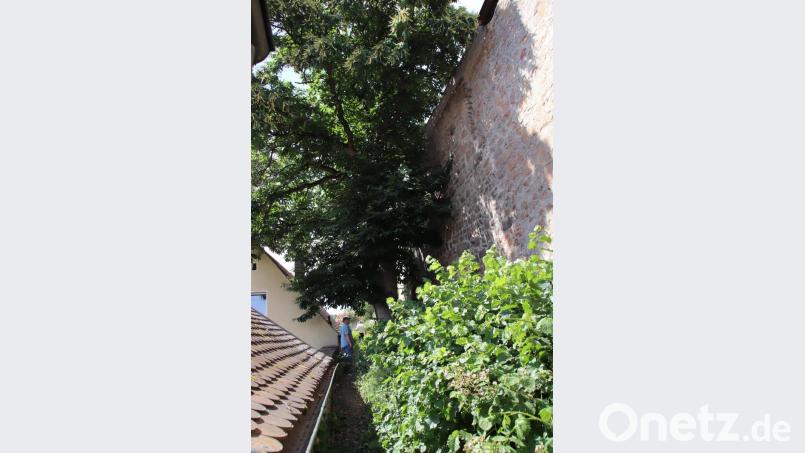 Die Esskastanie im Hintergrund ist gesund und soll erhalten werden. Bild: Thomas Dobler