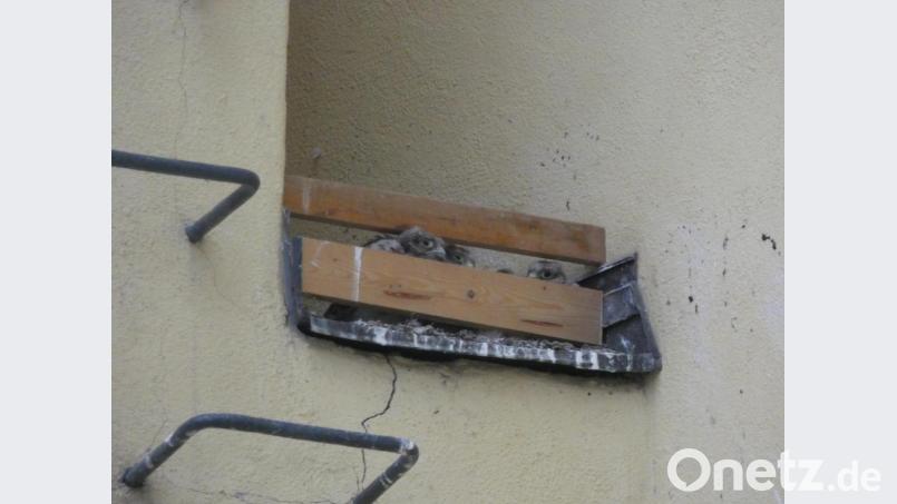 Neugierig blicken die kleinen Falken durch den Schlitz. Bild: exb