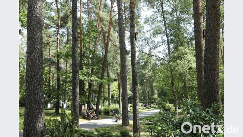 Große Bäume sorgen für gute Luft und mächtig Schatten am Waldfriedhof in Weiden-West. Bild: Wolfgang Steinbacher