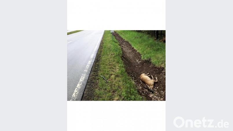 Es hat gekracht, das Reh liegt tot im Straßengraben. Jetzt kommt es darauf an, die Polizei und den Jagdpächter zu informieren Bild: exb