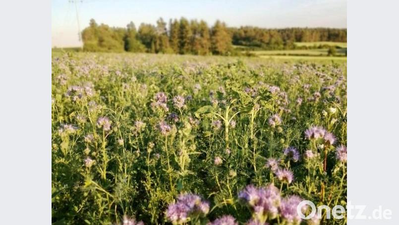 Die ersten Blüten sind aufgegangen. Die Samenmischung ist so gewählt, dass es hier bis zum Herbst ständig blüht. Bild: Markus Fleischmann