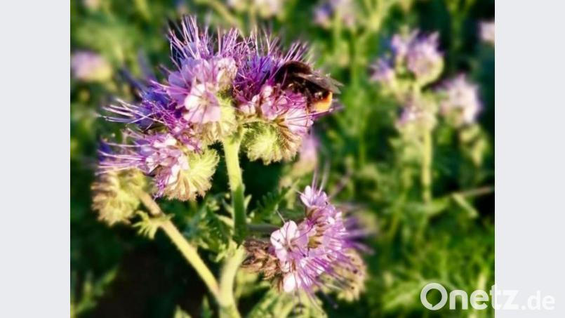 Genau hinschauen lohnt sich: Die Blühwiese in Winbuch ist jetzt schon Anziehungspunkt für viele Insekten. Bild: Markus Fleischmann
