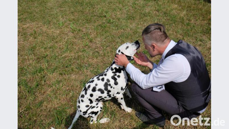 In Harmonie vereint zeigen sich Rassehund und Hundebesitzer. Bei der Vereinssieger-Ausstellung des Dalmatiner-Vereins Deutschland mit internationaler Beteiligung in Tremmersdorf (Gemeinde Speinshart) gewinnt Harald Böttcher aus Möckern mit seinem Rüden "Earl Emmerson vom Gramzower Kloster" den Preis des Tagesbesten (Best of Breed). Bild: do