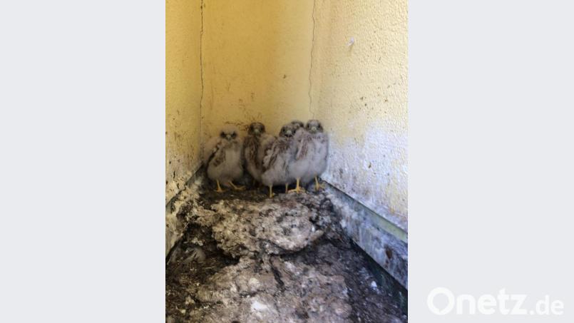 Blick in die Kinderstube Bild: exb