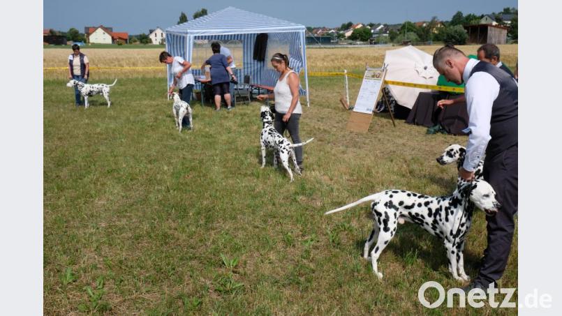 Ideale Bedingungen für die Hundeprüfung finden die Dalmatiner-Züchter mit ihren vierbeinigen Schönheiten auf dem Gelände des Kleintierzuchtvereins Speinshart/Tremmersdorf vor. Bild: do